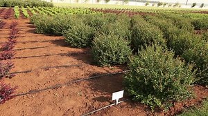 Young Plants Garden Centre Growing Field: стоковое видео (без лицензионных платежей), 14328493 | Shutterstock