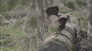 Mature male grouse walking on log and pecking at it