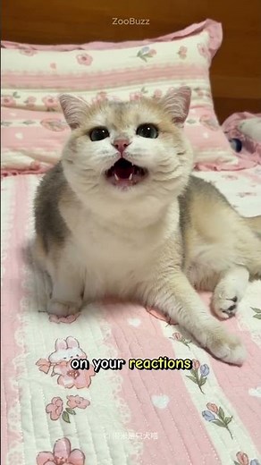 Why Do Cats Meow at Humans? The Real Reason Explained!