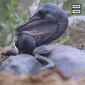 116K views · 2.2K reactions | Pelican babies are thriving on an island that was once damaged by the BP oil spill  | NowThis | Facebook