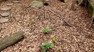 Ready to see the amazing wildflowers growing right here at Back To The Wild? Then tune in to see one of Ohio'w largest unbroken populations of trillium! Not to mention guest appearances by Jack-in-the-pulpit, spring beauties, and more! 🌷🌻🌼🌺 | Back To The Wild, Castalia, Ohio