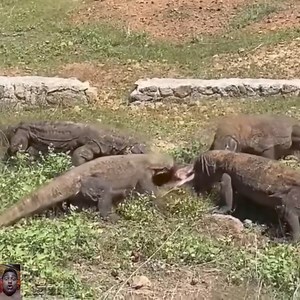 Gaint komodo dragon eating goat USA California 😱😱😱 | VietSoftware International