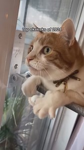 Recopilación de sonidos de gato #gatosfofos #gatoslindos #gatosdeinstagram | Los gatos dominarán el mundo