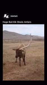 31K views · 555 reactions | Bull Elk Shedding its antlers!  @trout_dart #elk #antlers | Shed Hunters | Facebook