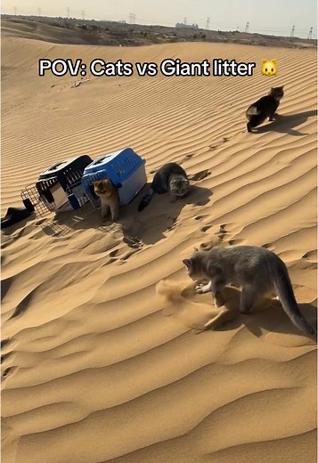 Exploring the World's Biggest Litter Box for Cats