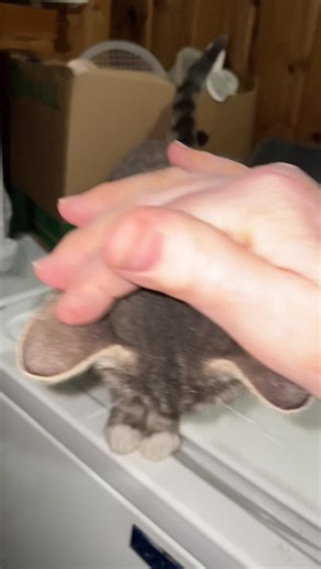 1.1K views | Community Cat Coalition on Reels | Facebook