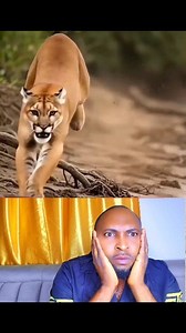 260K views · 6.3K reactions | Python Attacked  A shocking moment as a python suddenly attacked, leaving everyone frozen in fear. Nature always reminds us that wild animals act on instinct — respect their space and stay alert ⚠️ #PythonAttack #WildlifeMoment #NatureIsWild #AnimalInstinct #StaySafe #WildlifeEncounter #CaughtOnCamera #ViralMoment #NatureAlert #WildlifeAwareness | Essien Vitalis Ngasso | Facebook