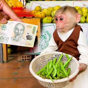 2.8K views · 61 reactions | Smart monkey Lily knows how to pick beans to sell and buy milk | Family Monkey Vola | Facebook