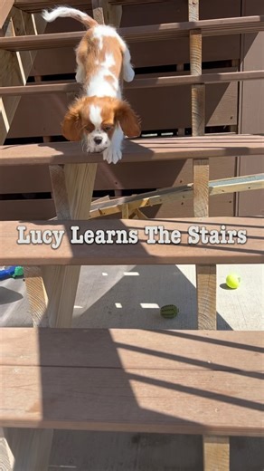 Lucy quickly mastered the deck stairs and is getting much more comfortable with the pack! #lucythecav #lucythecavalier #puppymillsurvivor #rescuedog #debnabbthemuttmaster #dogbehaviorspecialist #puppydoingstairs | Dog Behavior Specialist-Deb Nabb