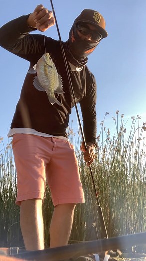 Shellcracker City! #cambodianhooker #fishcrazy #trei #chhkuot #RestInFish #bluegill #lakemurray | Cambodian Hooker