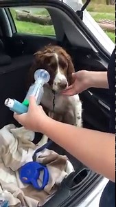 15K views · 304 reactions | Rolo has an impeccable inhaler technique...