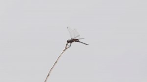 Adult Dragonfly Insect