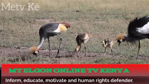 The crowned crane (Balearica regulorum), also known as the African crowned crane, golden crested crane, golden crowned crane, East African crane, East African crowned crane, African crane, Eastern crowned crane, Kavirondo crane, South African crane, and crested crane, is a bird in the crane family, Gruidae. It is found in nearly all of Africa, especially in eastern and southern Africa, and it is the national bird of Uganda. Its body plumage is mainly grey. The wings are predominantly white but c