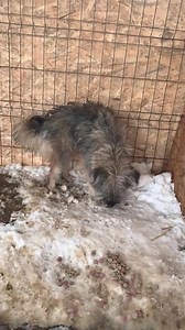 Candy ❤️ | Save Our Strays Austria