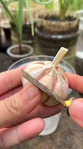 2.7M views · 17K reactions | Sa mga mahilig ng bawang pwdi niyong patubuin ibabad sa tubig pagka may dahon na ilipat niyo na sa pot isaisa  #fbreelsfypシ゚ #viralreels #fbreels | Angelie Yagong Coma | Facebook