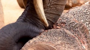 11K views · 251 reactions | Elephant trunks certainly are amazing! Check out how dexterous Kelly and Tara’s trunks are as they work with their tusks to pick the delicious bark off this oak tree. Some fun, natural enrichment! #OnlyZooATL | Zoo Atlanta | Facebook
