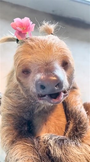 134K views · 3.5K reactions | so beautiful face | I Love Sloth | Facebook