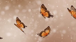 Beautiful Butterflies Flying On Bling Loopable Stock Footage Video (100% Royalty-free) 1106306261 | Shutterstock