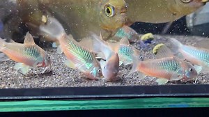Loving these F1 bronze Corydoras (Corydoras aeanus sp.Trinidad) the colours are a definite stand out ❤️ Also starring in this video is some large silver dollars. | Riverside Aquaria