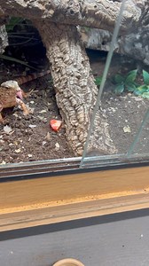 2.3K views · 24 reactions | 𢡄 Here’s one of the red tegus having his...