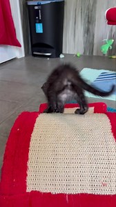 While I was getting adoption photos of the girls, Kenna showed us why we love her. Air scoops! | Kitkat Playroom