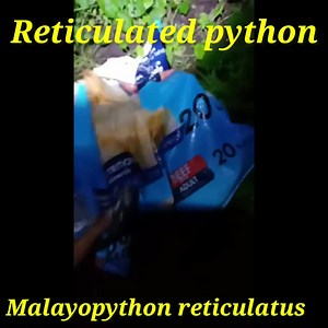 Release of a Reticulated python was done by Agus Putra Reticulated python (Malayopython retoculatis) Non venomous Ular Sanca kembang atau Sanca batik atau Sanca timur laut ini, nama inggrisnya Reticulated python dan nama ilmiahnya yang sebelumnya adalah Python reticulatus, kini diubah genusnya menjadi Malayopython reticulatus, ini adalah ular terbesar dan terpanjang asli Asia, ular yang tidak berbisa ini adalah salah satu ular yang paling banyak diburu secara global. Karena ukurannya yang besar,