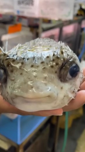 Meet the Smiley Puffer Fish! | Hiroyuki Terada - Sushi Master