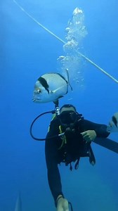 Η μαγεία του βυθού ⚓ Το ναυάγιο του πλοίου Ζηνοβία στη Λάρνακα θεωρείται ένα από τα δέκα καλύτερα ναυάγια του κόσμου και είναι το πιο εμβληματικό ναυάγιο της Μεσογείου. #my🇨🇾 #zenovia #zinovia #zenobia #larnaca #cyprus #lovecyprus #islandlife 🎥 Ευχαριστούμε @dereinii 💯 | MyCyprus