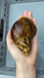 Growing up of a Giant #Achatina #snail. This snail is a #hermaphrodite, so when the population is low, it is able to self-fertilize. Schoolquora.com #biology | Biology MCQs