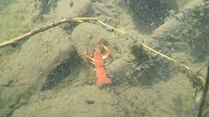 Cannibal zombie crawfish are here! | Basin Tackle Online