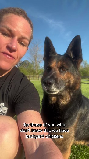 We have had back yard chickens for 4 years and Creed gets along with them just fine. Unfortunately we lost 3 of them last month to raccoons. #backyardchickens #chicks #policek9athome | K9 Creed