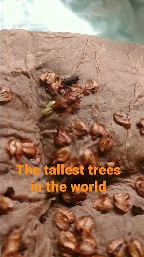 Redwoods growing from seeds #seqouia