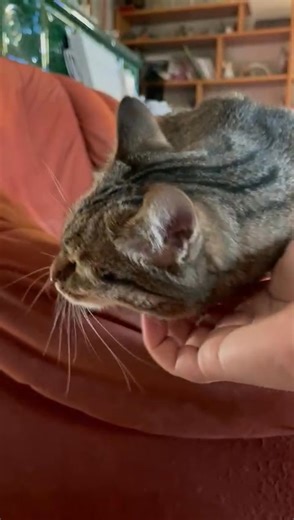 2.3K views · 75 reactions | Anna freut sich sehr über eure Unterstützung und Gefion zeigt auch ihre Dankbarkeit und ihre Lebensfreude !! Heute habe ich nochmals 400 Euro überwiesen . Gesamt 1000 Euro und ich habe gerade gesehen es kam noch was an ! Ihr seid unglaublich hilfsbereit. DANKE von Herzen  Gefion geht es viel besser … Zusammen sind wir stärker, zusammen können wir so vieles schaffen  | Tierschutzverein Angsthund | Facebook