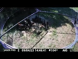 Setup on Friday morning, hogs found it Friday afternoon. 21 of 21 Monday | Southern Hog Control