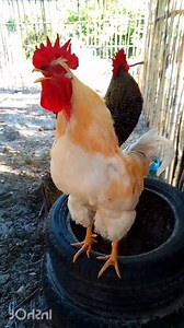 Buff Orpington Rooster Crowing | Adorable Rooster Crowing Sounds | Amazing Rooster Crowing Loudly . . . Crowing is a type of singing vocalization produced by chickens. It is believed to be associated with demonstration of territory of power to other males and to attract the attention of females. Although both sexes have the ability to crow, it's typically more common in male chickens (roosters) since the desire to crow is fueled by the presence of testosterone. Dominant roosters will crow more t