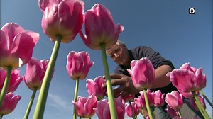 🌹🎥 Ο Θαυμαστός Κόσμος των Φυτών #BotanyOfDesire 📌 Κάθε ΤΡΙΤΗ, στις 21:00, στην #ΕΡΤ3 👉 Η ιστορία της σχέσης του ανθρώπου με τα φυτά. Το ντοκιμαντέρ εξετάζει με κάθε λεπτομέρεια την εντελώς πρωτότυπη ιστορία τεσσάρων καθημερινών φυτών και τον τρόπο με τον οποίο εξημέρωσαν την ανθρωπότητα και αφηγείται την άμεση σχέση του ανθρώπου με τη μέλισσα. Μέσα από δύο επεισόδια μαθαίνουμε τις ρίζες του μήλου, της τουλίπας, της πατάτας και της κάνναβης μέσα στα χρόνια. ΕΡΤ3 Ertflix #doc_series | ΕΡΤ3