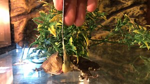 34 reactions | 年 Our adult male crested gecko sure does love his baby...