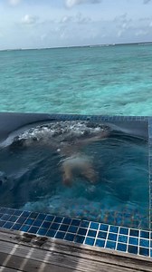 8.1K views · 57 reactions | Best part of your room? It’s a bit hard to pick just one when you’re staying at our Deluxe Lagoon Villas, which come with a private pool and a stairway to the ocean! Love this fun reel by @peterliappas #deluxelagoonvilla #villawithpool #lagoon #bythesea #privatepool #plungepool #roomtour #Holidays #Travel #MemoriesinMaldives #MagicalMaldives #TajExotica | Taj Exotica Resort & Spa Maldives | Facebook