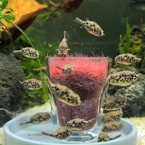 5.4M views · 16K reactions | #werbung A Tubifex shot glass and a lot of teen puffer fish Tetradodon schoutedeni (Spotted Congo Pufferfish 100% freshwater) Around 5-6 months old and 3cm size Adult they grow till around 6-8cm Captive bred by Aquarium-Dietzenbach (wholesale only) #oliverknott #okaqua #okisback #aquariumdietzenbach #tetraodon #schoutedeni #aquarium #aquariums #aquariumhobby #freshwaterpuffer #pufferfish #congopuffer | Oliver Knott | Facebook