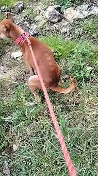 Dog peeing and pooping many times (Part 1) #dogpoop #dogs #dogwalk #dogwalking