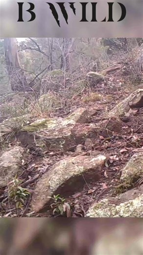 #walaro #wallaroo #newsouthwales #australia #bwild | BWILD