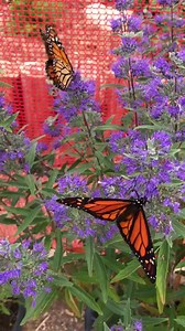 14K views · 667 shares | Butterfly Farms on Reels | Facebook