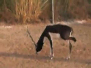 Black Buck