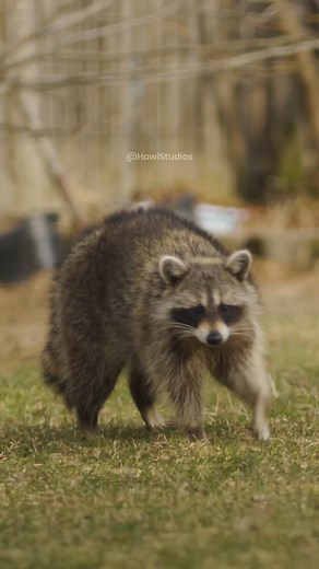 31K views · 323 reactions | Raccoon ignoring apple walking on grass #nature #raccoon #apple #grass #backyard #walk #wild HA78603 | HAWI Studios | Facebook