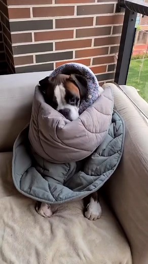 11K views · 629 reactions | Beach+shower= long nap  #boxerdog #boxerlove #boxerpu #boxers #boxeraddict #boxernation #boxerclub #boxerlife #ilovemyboxer | Boxer Fans | Facebook