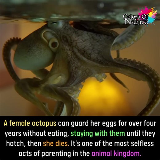 Female octopus | Colors Of Nature