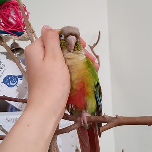 326K views · 10K reactions | How to hug your parrot! 列殺 | Furry Tails | Facebook