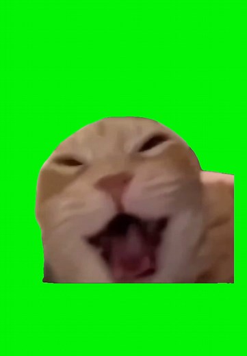 Cat Laughing Meme: Hilarious Green Screen Compilation