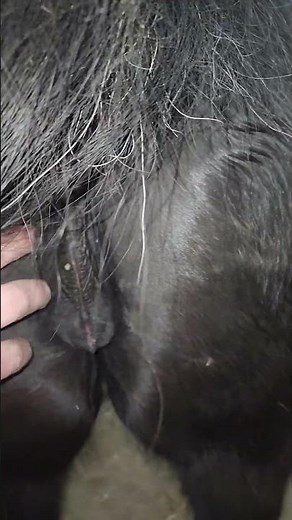 Beautiful Mare In Heat