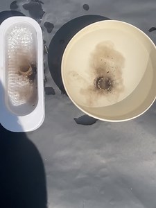 Putting the ultimate jewelry cleaner to the test | Nifty & Thrifty